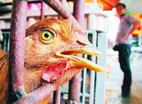 Malaysian teams fan out to contain spread of H5N1 bird flu virus
