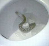 NY woman finds python in her toilet