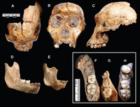 Fossils of New Species of Hominid Discovered in South Africa