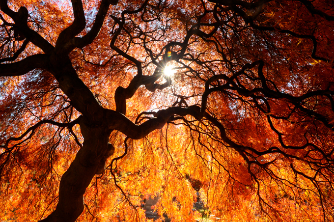 The autumn colour palette