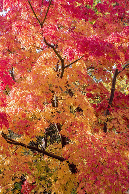 The autumn colour palette