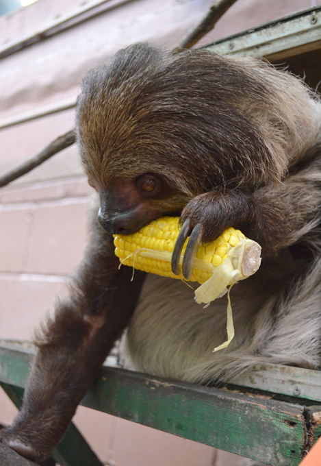 Animals on the brink of extinction