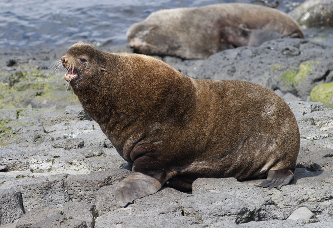 Animals on the brink of extinction