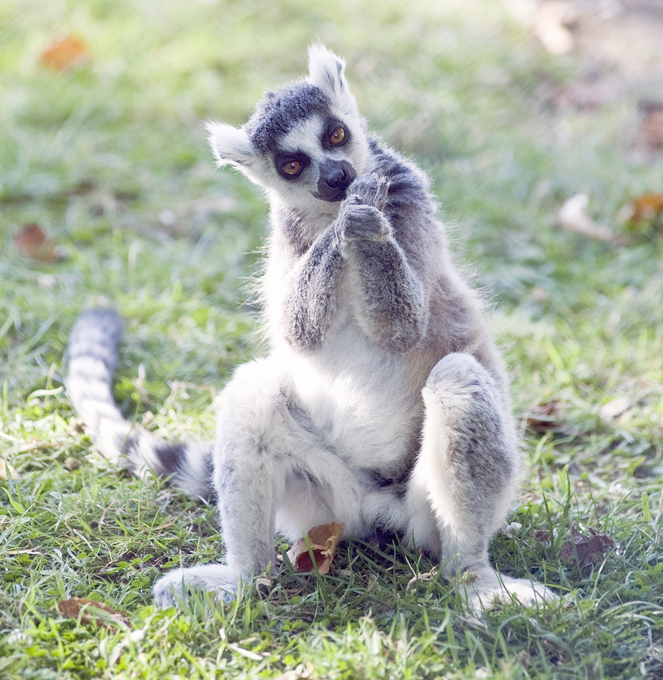 Animals on the brink of extinction