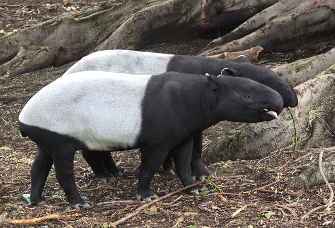 Animals on the brink of extinction