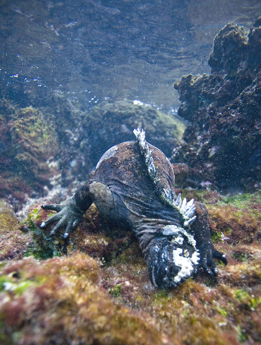 Animals on the brink of extinction