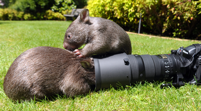 Animals on the brink of extinction