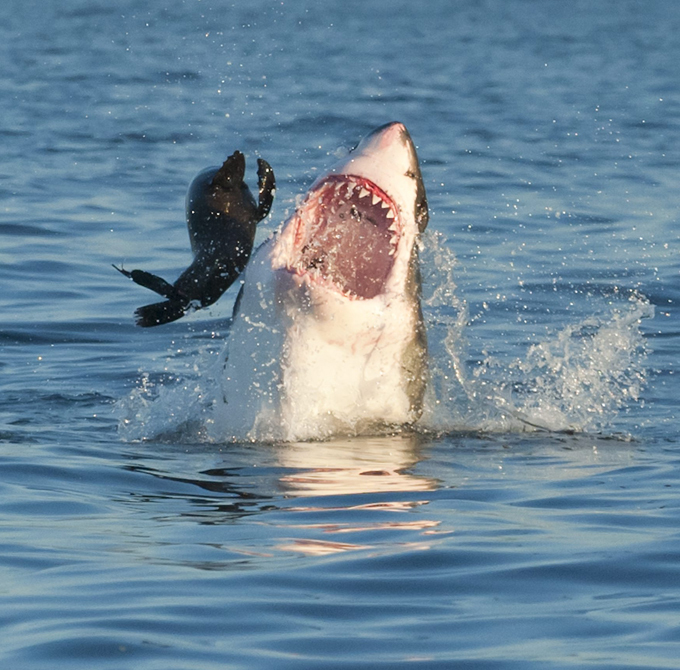 Great white shark hunting for seal