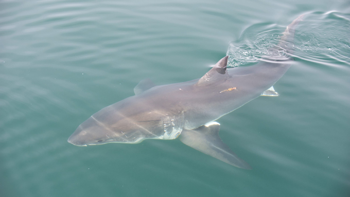 Great white shark hunting for seal