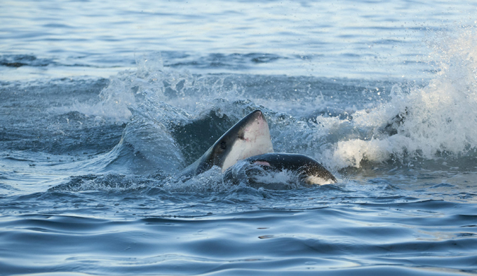 Great white shark hunting for seal
