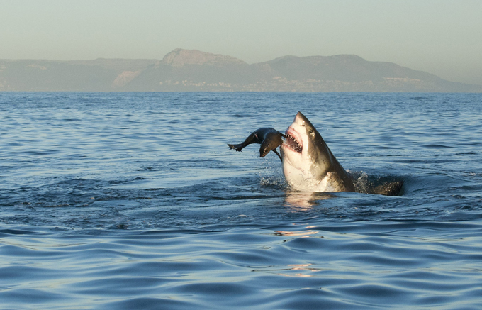 Great white shark hunting for seal