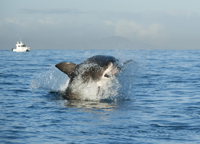 Great white shark hunting for seal