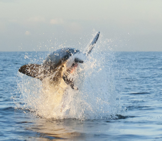 Great white shark hunting for seal