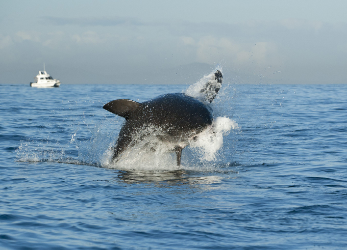 Great white shark hunting for seal