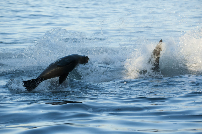 Great white shark hunting for seal
