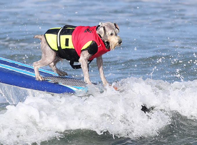 Dogs like surfing too