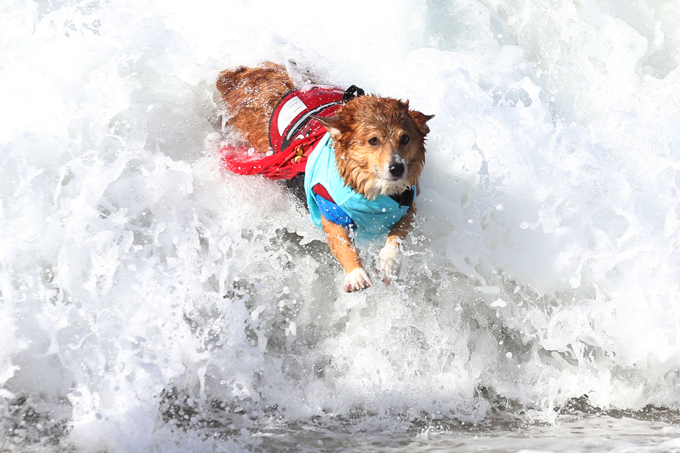 Dogs like surfing too