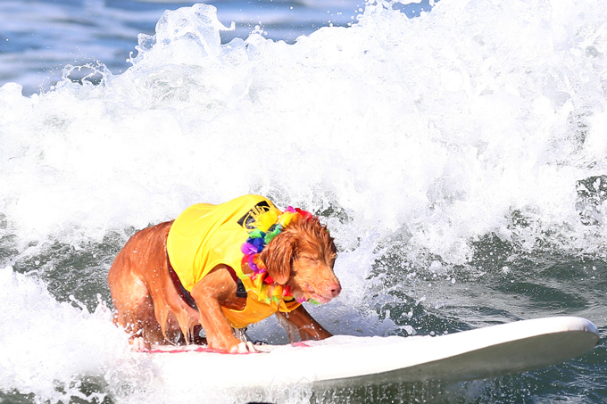 Dogs like surfing too