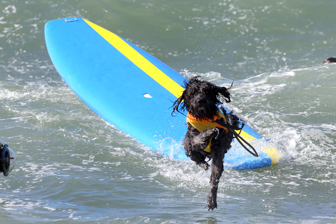 Dogs like surfing too