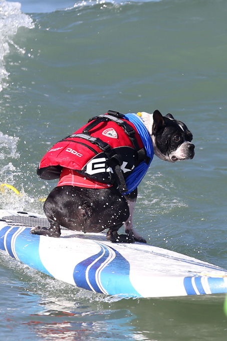 Dogs like surfing too