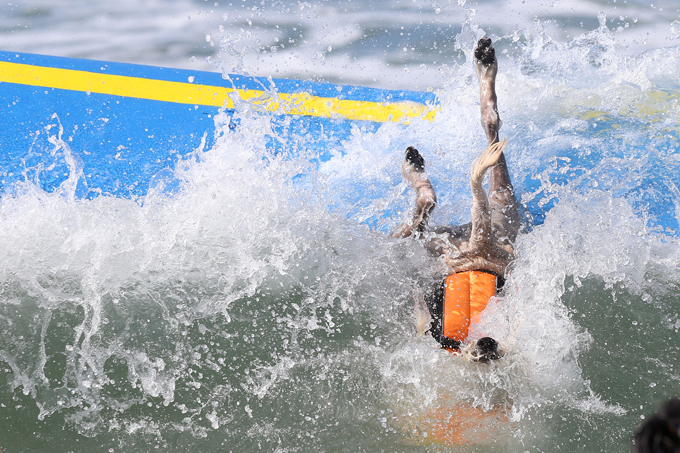 Dogs like surfing too