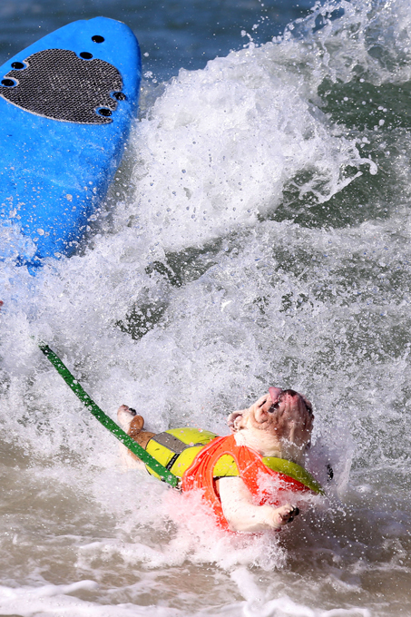 Dogs like surfing too