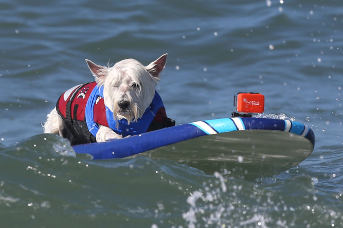 Dogs like surfing too