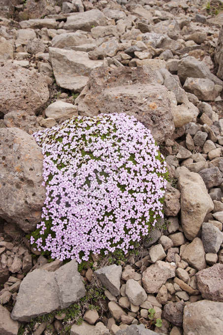 Pristine beauty of Iceland