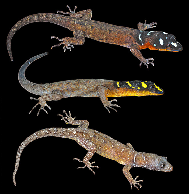 Hundreds of new species discovered in Amazon region