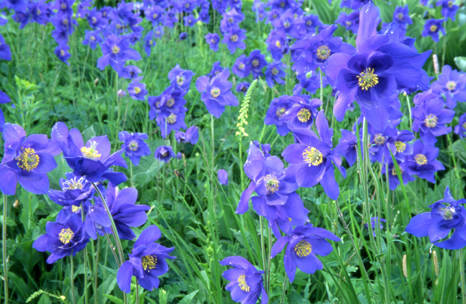 Pristine beauty of Russia's Altai