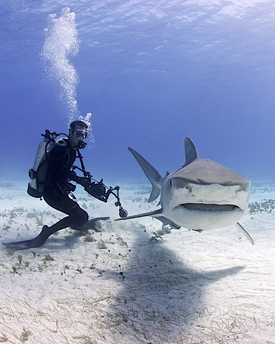 Diving with garbage cans of the sea