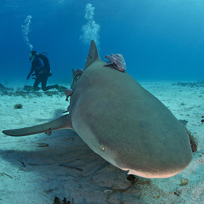 Diving with garbage cans of the sea