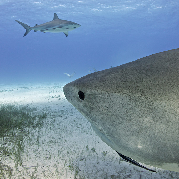 Diving with garbage cans of the sea