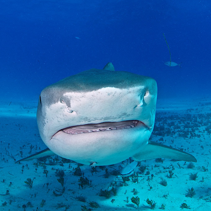 Diving with garbage cans of the sea