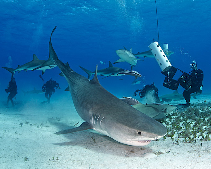 Diving with garbage cans of the sea