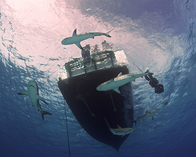 Diving with garbage cans of the sea