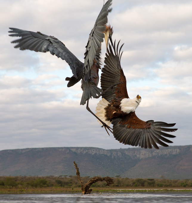 Moments of animal life