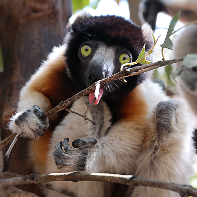 Moments of animal life