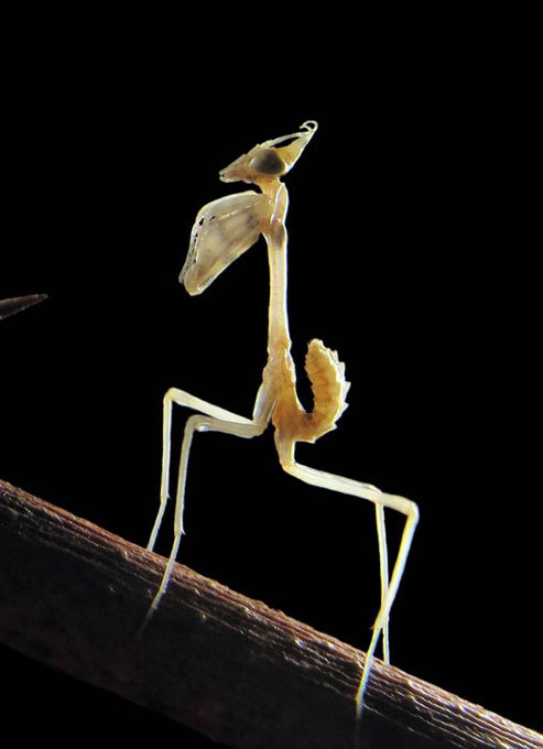 Mantis: The praying murderer