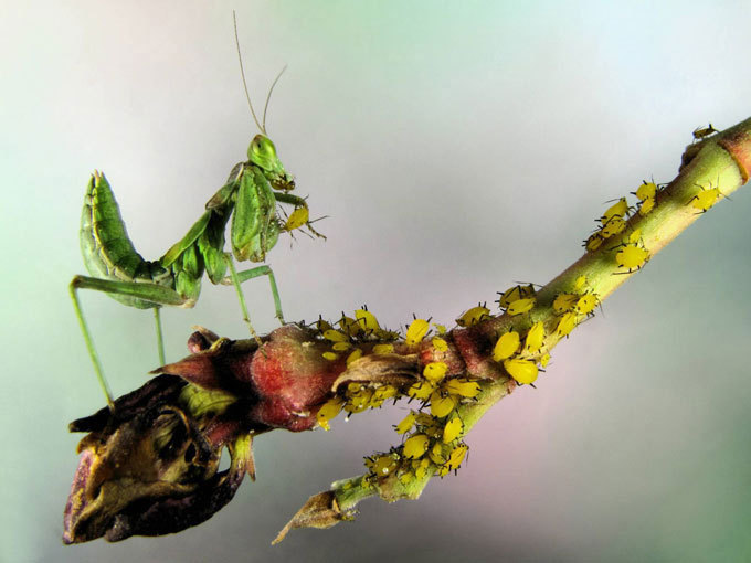 Mantis: The praying murderer