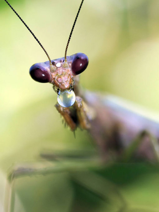 Mantis: The praying murderer