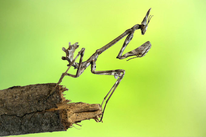 Mantis: The praying murderer