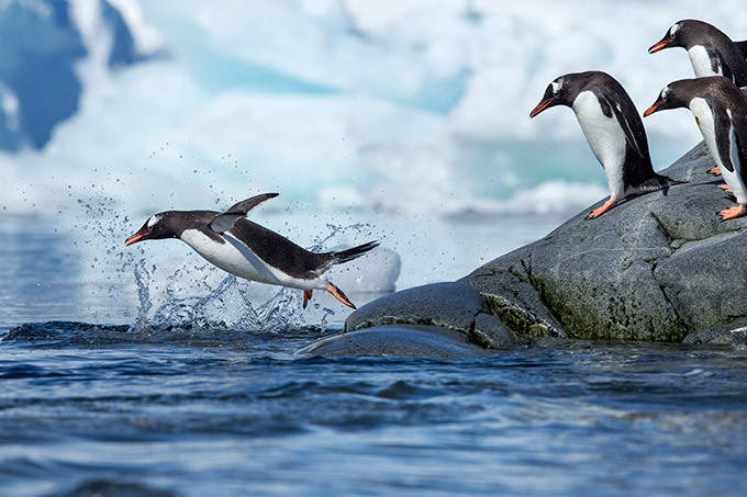 Penguins can fly
