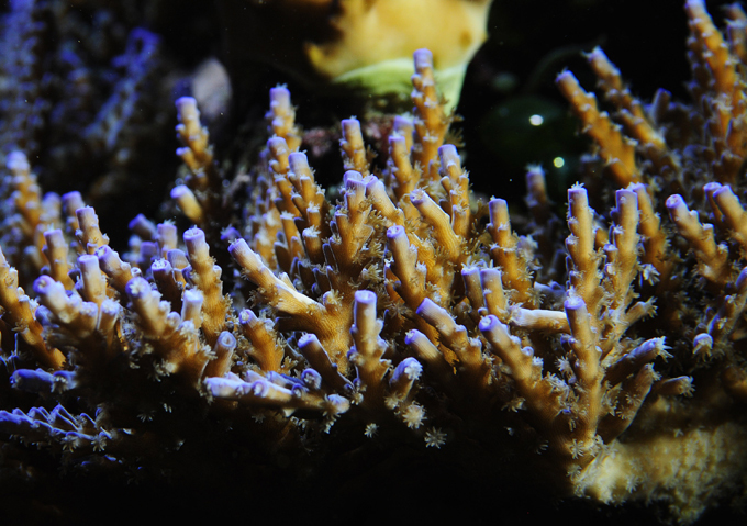 Corals as pets all the rage in the UK