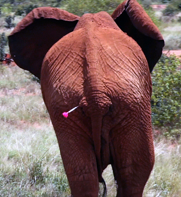 Pictures of animal life