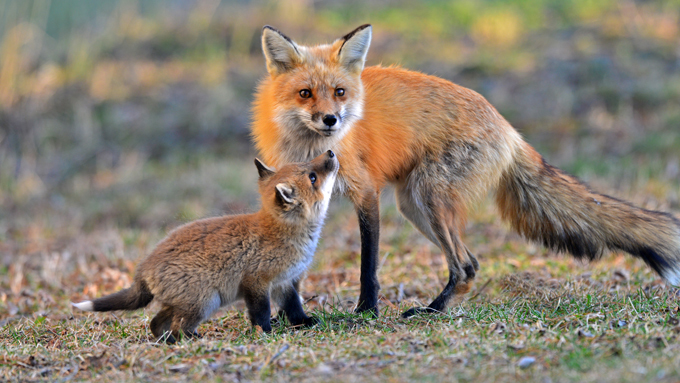 Pictures of animal life