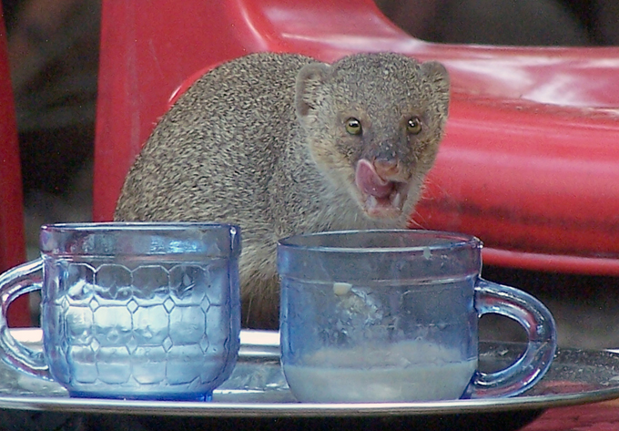 Pictures of animal life