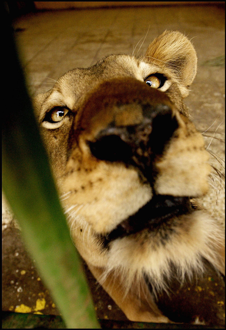 Pictures of animal life