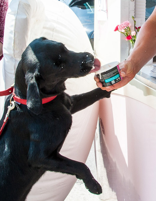 Ice cream for dogs, anyone?
