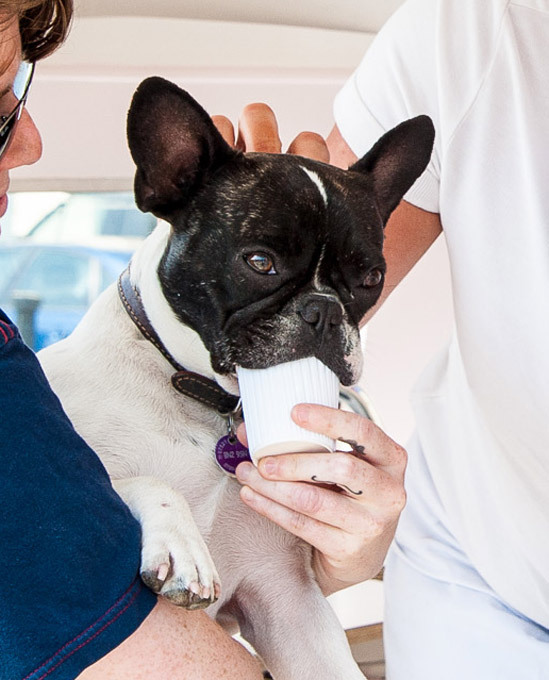 Ice cream for dogs, anyone?